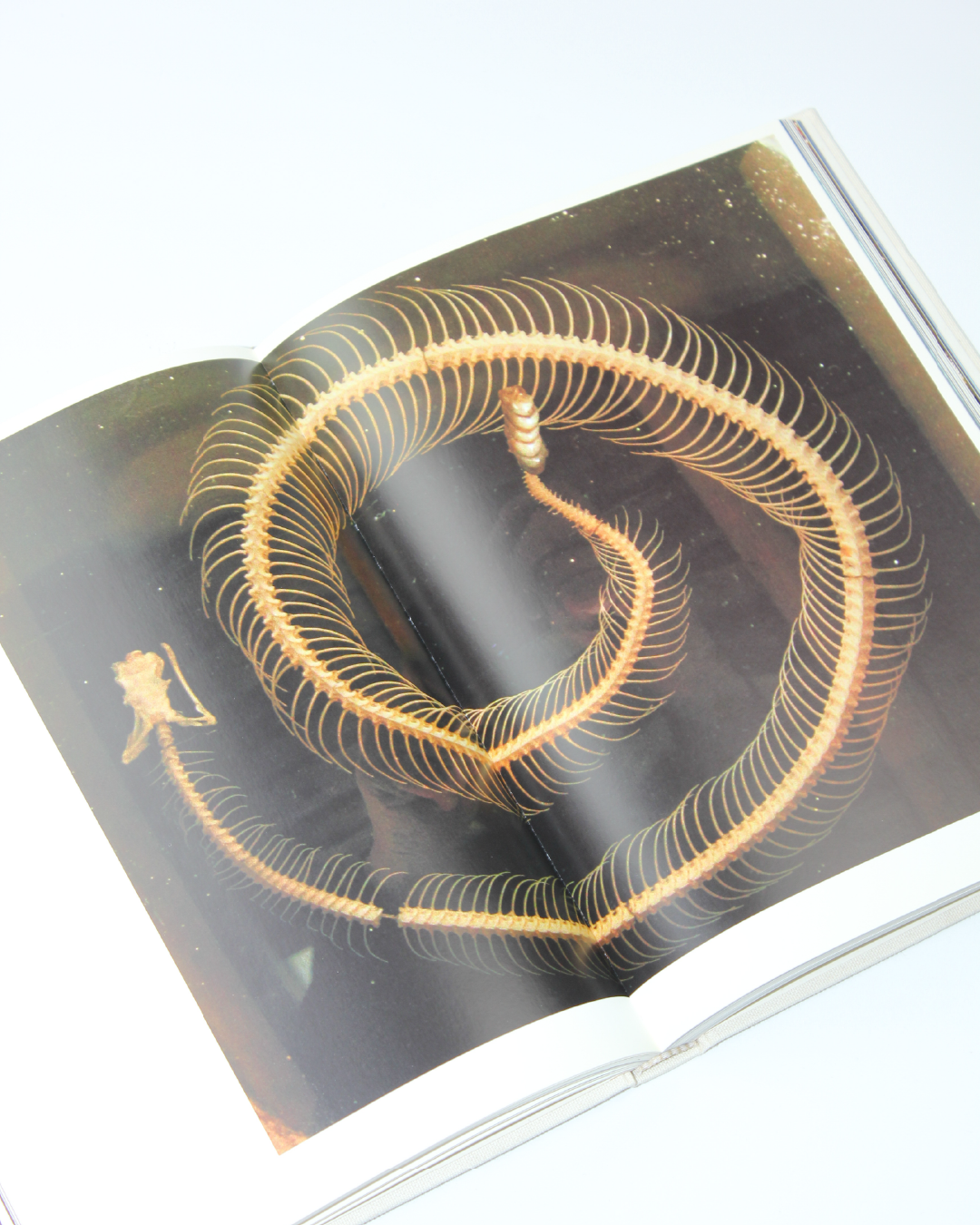 Pilgrimage by Annie Leibovitz